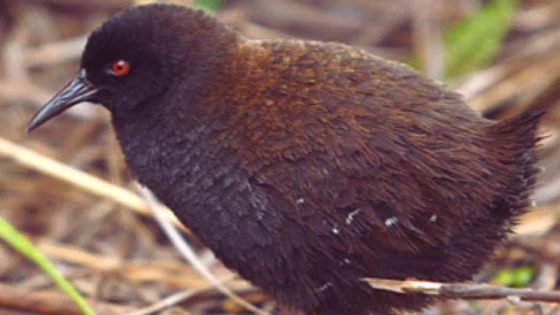 Flightless And Fearless The Mystery Behind The World's Smallest Bird Finally Solved!