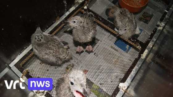 Vogelopvangcentrum Oostende roept op om jonge meeuwen te helpen: "Kunnen nog niet op eigen kracht wegvliegen"