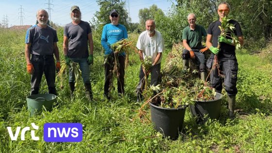Vrijwilligers bestrijden reuzenbalsemien in Asse: "Invasieve plantensoort die alles overwoekert"