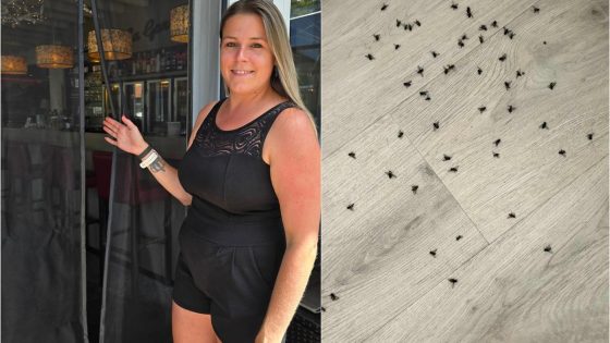 West-Vlaamse stad in de ban van ‘vliegenplaag’: “Ik kocht al UV-lampen, vliegenmeppers en kruidnagel. Maar niets helpt” - Nieuwsblad