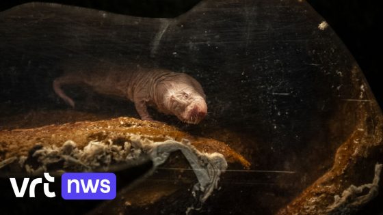 ZOO Antwerpen verwelkomt kolonie naakte molratten: "Niet moeders mooiste, maar wel enorm interessant" 