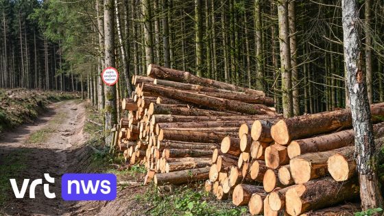 300 voetbalvelden aan bomen: in 2024 is 209 hectare ontbost in Vlaanderen