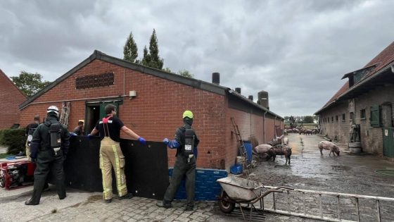 70-tal varkens belandt in mestkelder nadat stalvloer…