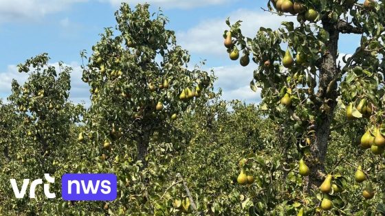 70.000 kilogram peren dreigen verloren te gaan in Vlezenbeek: "Doodzonde voor zo'n lekker fruit"