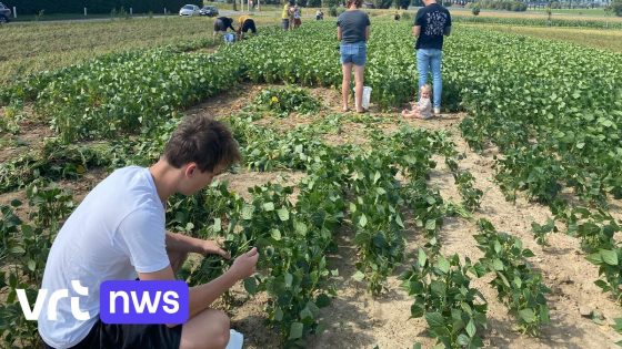 Boontjeskwekers in Esen geven oogst gratis weg na brand diepvriesgroentebedrijf