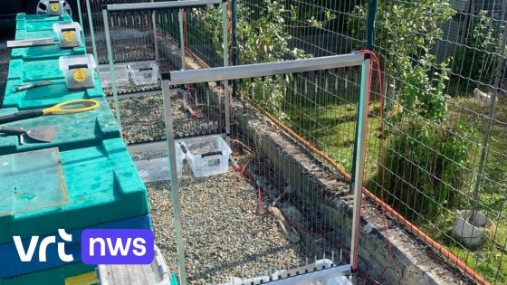 Imker in Erpe-Mere beschermt 43 bijenvolken met elektrisch geladen 'harpen' tegen Aziatische hoornaar