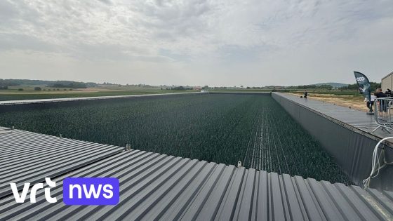 Landbouwer in Ieper teelt voor het eerste hydroprei op grote schaal: "Minder ruimte nodig en geen meststoffen in natuur"