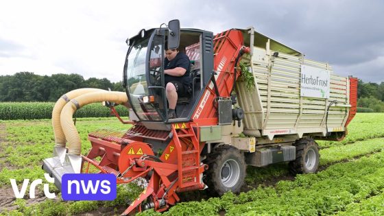 Boer uit Beverlo ruilt maïs voor basilicum: "Everzwijnen lusten dat niet"