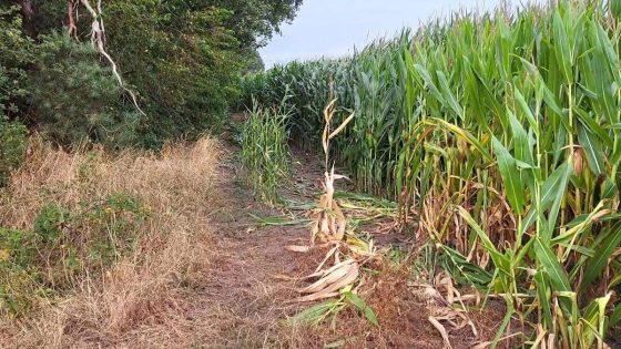 Boer vindt lichaam begraven onder zand: “Als maïs niet platgetrapt was, werd het nooit meer gevonden”