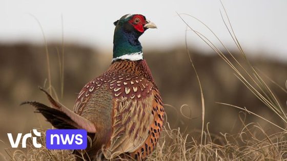 Jager uit Lubbeek veroordeeld tot 8.000 euro boete voor uitzetten van tamme fazanten in Boutersem