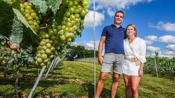 Varkensstallen worden wijngaard in Riemst: "Volgend jaar kan je hier wijn proeven"