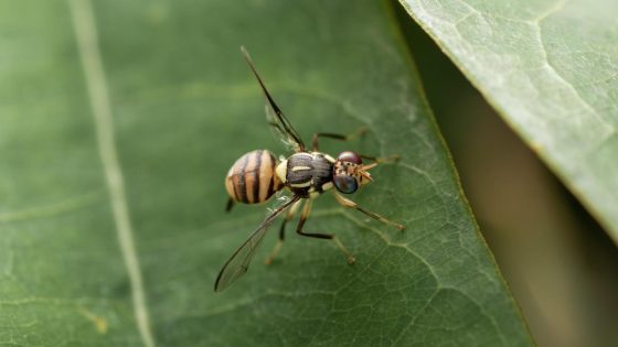 België controleert composthopen in strijd tegen oosterse fruitvlieg: “Zodra ze gesetteld zijn, vallen ze nog amper te beheersen” - De Standaard