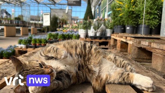 Kater Flor, mascotte van tuincentrum in Dadizele, overleden