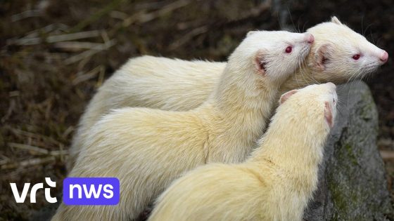 Verrassende bondgenoot: Brussel wil fretten inzetten om ratten te bestrijden