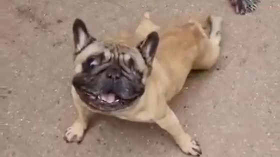 Bulldog Udo sterft na ernstig geval van dierenverwaarlozing: “Hij had niets meer, maar probeerde toch nog even op zijn poten te staan”