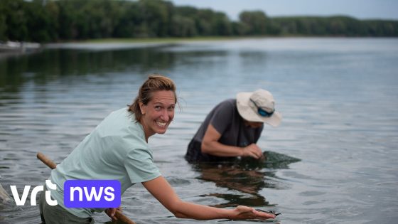 Kan kweekprogramma '200 miljoen jaar oude kaviaarvis' redden? Duizenden jonge steuren uitgezet in Donau