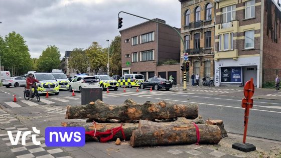 "Coalitie bestaat enkel nog op papier": Groen bestuurt niet meer mee in Deurne na omstreden bomenkap