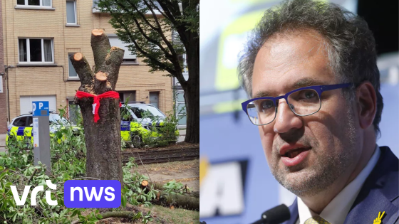 Omstreden bomenkap in Antwerpen stilgelegd na crisisoverleg binnen stadsbestuur: "Timing en communicatie konden beter"