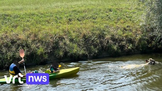 Koe zoekt verkoeling in Handzamevaart in Diksmuide en zwemt maar liefst 2 km