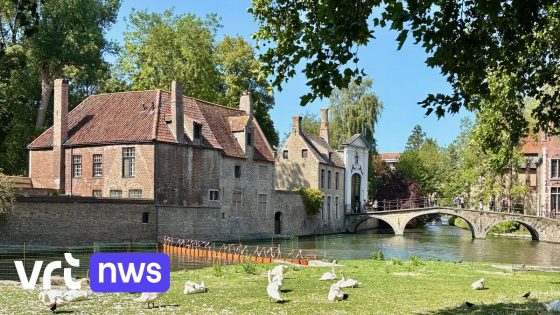 Dam moet zwanen in Brugge beschermen tegen blauwalgen 