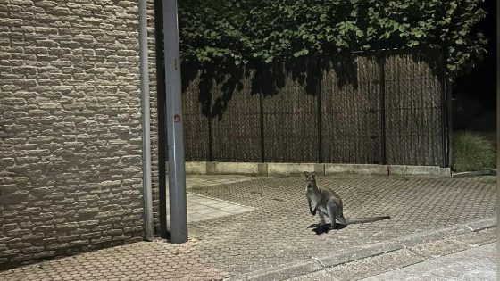 Ontsnapte wallaby houdt gemeente in de ban: “Als je het dier in je tuin ziet, sluit je tuin af en bel 112”