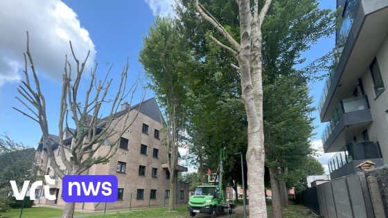 Verminkende of broodnodige snoeiwerken? Esdoorns zorgen voor politieke hoogspanning in Ninove