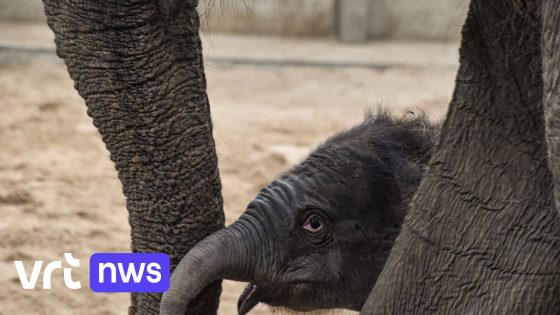 Voedermoment met je lievelingsdier? Politie Zennevallei waarschuwt voor oplichting in naam van Pairi Daiza