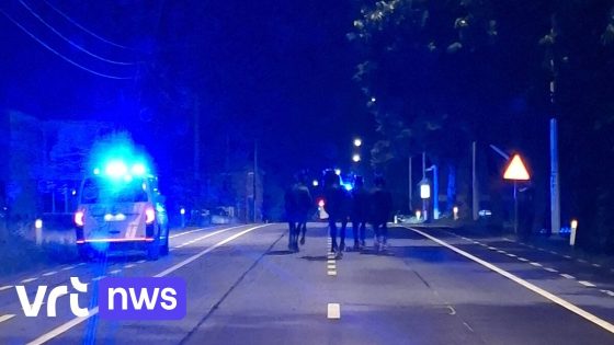 Vier koppige paarden maken "nachtelijke wandeling" in Lubbeek, politie heeft hulp nodig om ze te vangen