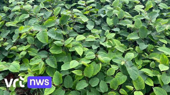 Gemeente Pelt start proefproject met pesticiden om Japanse Duizendknoop te bestrijden nadat andere methoden mislukten 