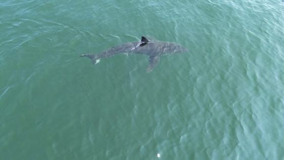 The northward migration of great white sharks, by the numbers