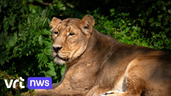 Leeuwin Lorena (15) gestorven in ZOO Planckendael in Muizen: "Ze was oud en op"