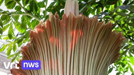 Kruidtuin in Leuven haalt reuzenaronskelk binnen:
'penisbloem' bekend om heftige stank tijdens bloei