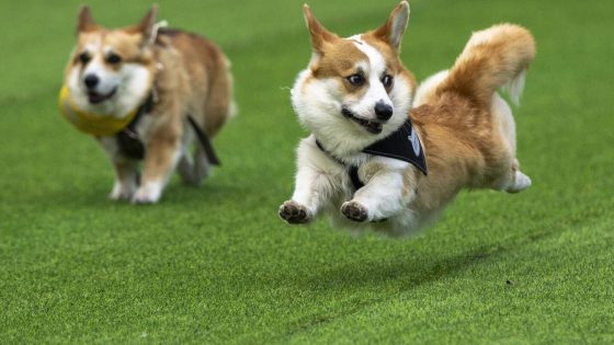 Little legs, big dreams: More than 100 teams compete in Lithuania's international Corgi race