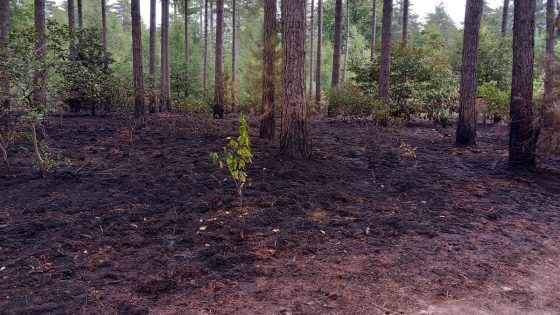 Ongeveer 50 are natuur brandt af op Mechelse Heide
