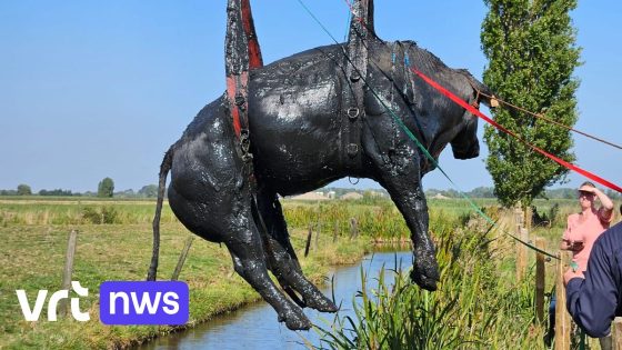 Brandweer en dierenreddingsteam bevrijden rund van wel 800 kilogram uit de modder
