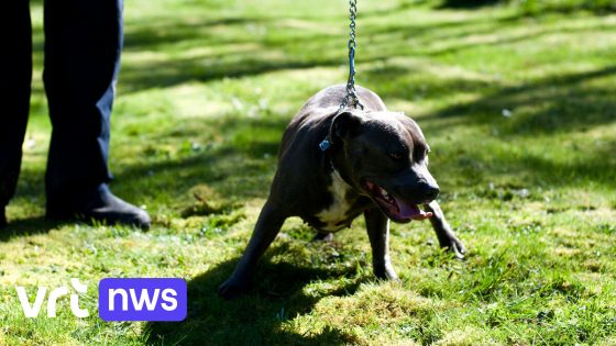 Burgemeester Aalst laat agressieve hond inslapen na 2 ernstige bijtincidenten: "Dier beet naar alles en iedereen in zijn buurt"