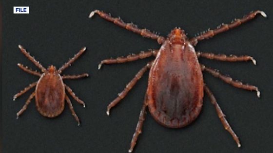 A new tick breed has crept into Tennessee | Local News
