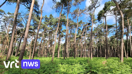 Oost-Vlaanderen investeert in 150 hectare nieuw bos en vernieuwt bestaande bossen tegen droogte
