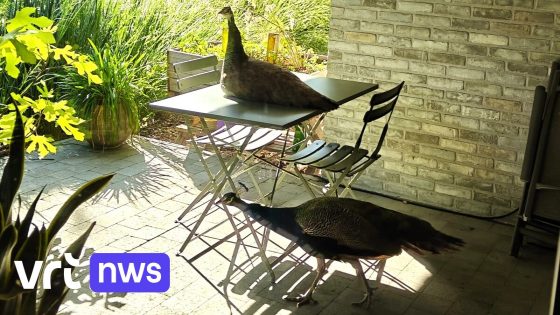 "Hels lawaai en terrassen vol uitwerpselen": loslopende pauwen veroorzaken overlast in Zoutleeuw