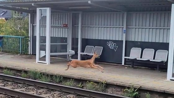 “Dit had ik toch nog nooit gezien”: Pieter (40) staat op de trein te wachten, maar dan passeert iets helemaal anders