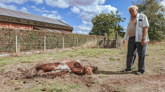 Pony Pol doodgebeten in wei: “Verschrikkelijk, het was het lievelingsdier van de kleinkinderen”