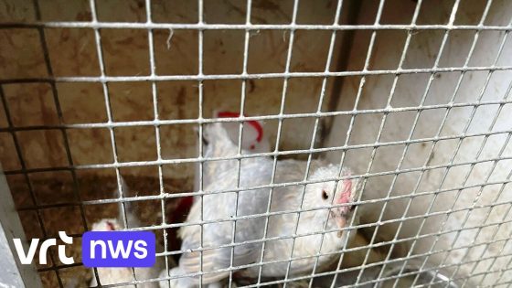 "Pure horror": Zorgboerderij in Grimbergen redt verwaarloosde kippen die tussen kadavers leven
