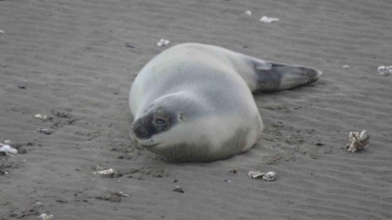 Vijfde waarneming van zeldzame klapmutszeehond aan Belgisch strand: “Hoe het bij ons terechtkomt, is een raadsel”