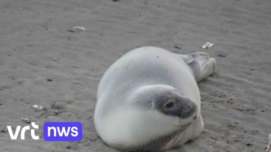 Zeldzame klapmutszeehond duikt op in Oostende, pas 5e waarneming ooit voor kust van België