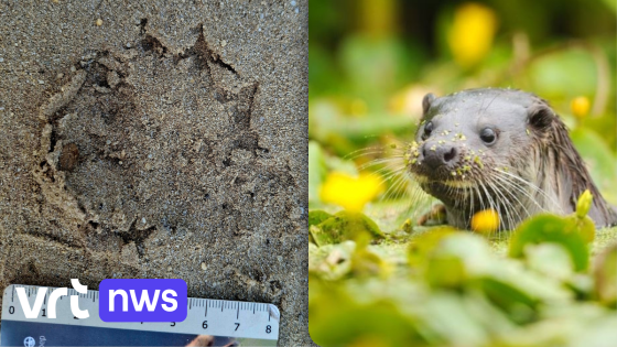 Ottersporen ontdekt op ecoduct Waaltjesbos in Lommel: "Eerste sporen van otter in Noord-Limburg" 