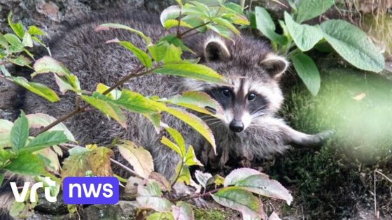 Wasbeer gespot in Zoerselbos: "Niet verbaasd want wasberen zijn aan lichte opmars bezig"