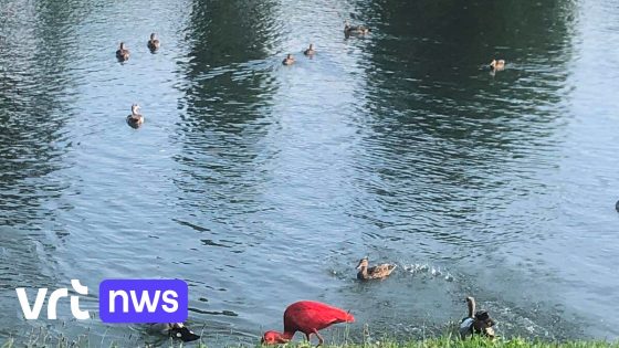 Uitzonderlijk: rode ibis duikt op aan zwemvijver van camping in Londerzeel - VRT