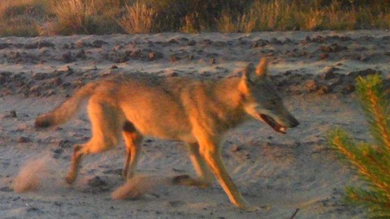 Nieuwe wolf gespot in Limburgs nationaal park Bosland