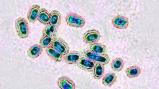 Recordaantal ziekenhuisopnames door infecties met pneumokokken: “Amper 1 op 8 ouderen laat zich vaccineren”