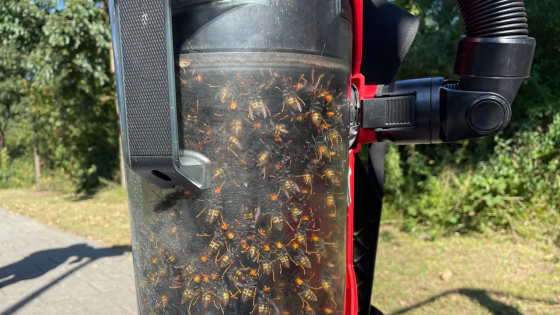 Recordaantal wespennesten en opmars van Aziatische hoornaar: natuur én mens onder druk - WOS Nieuws